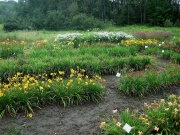 daylily field in July