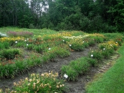 daylily field in July