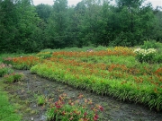 daylily field in July