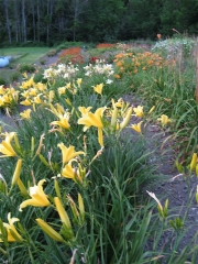 daylily field looking North