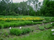 daylily field