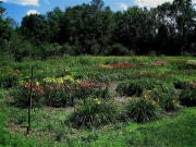 daylily field