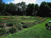 daylily field