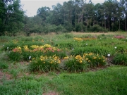 daylily field North portion