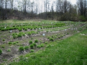 daylily field before cleanup