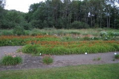 daylily field in August