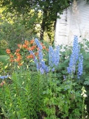 Delphinium