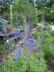 Delphinium elatum x 'Magic Fountains' blue & purple