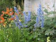 Delphinium and Lilium