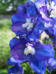 Delphinium closeup IMG_4380