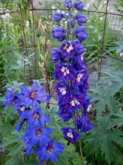 Delphinium elatum x 'Magic Fountains' blue & purple