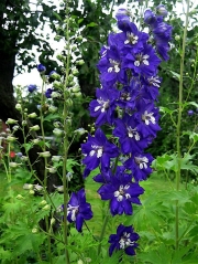 Delphinium elatum "Black Knight" dark purple with white bee