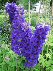 Delphinium elatum x 'Magic Fountains' double medium purple with dark bee