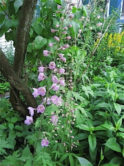 Delphinium elatum 'Pacific Giants' 'Astolat' pink with white bee
