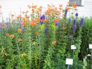 Delphinium elatum 'Pacific Giants' delphinium with turk's cap lily