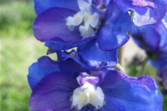 Delphinium closeup IMG_4380