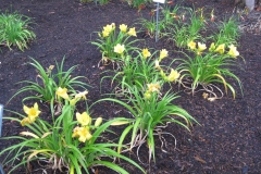 Hemerocallis 'Demetrius'