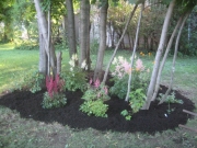 another newly-installed shade garden