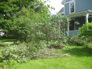 lilacs being pruned