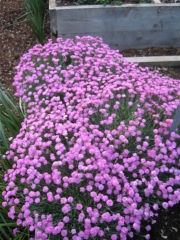 Dianthus gratianapolitanus 'Tiny Rubies' dwarf, double pinks