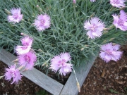 Dianthus caesius 'Bath's pink' single pink dianthus