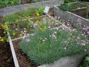 Dianthus caesius 'Bath's pink' single pink dianthus