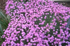 Dianthus gratianapolitanus 'Tiny Rubies' dwarf, double pinks