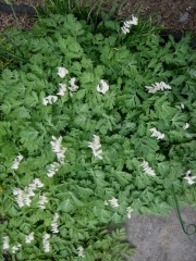 Dicentra cucularia Dutchman's breeches
