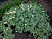 Dicentra cucularia Dutchman's breeches