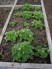 Dicentra eximia, 'Alba' early season growth
