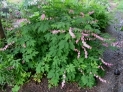 Dicentra spectabilis old-fashioned bleeding heart, pink