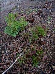 Dicentra spectabilis old-fashioned bleeding heart, new growth