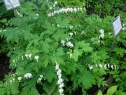Dicentra spectabilis 'alba' old-fashioned bleeding heart, white