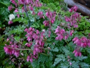 Dicentra eximia 'Luxuriant' everblooming bleeding heart
