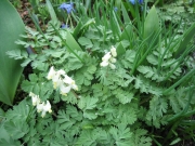 Dicentra canadensis squirrel corn