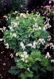 Dicentra eximia, 'Alba' everblooming bleeding heart, white