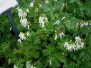 Dicentra eximia 'Alba' everblooming bleeding heart, white