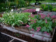 Dicentra eximia bed of dicentras, pink & white
