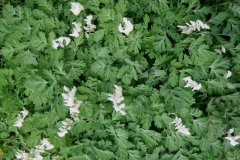 Dicentra cucularia Dutchman's breeches