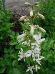 Dictamnus albus 'Alba' gas plant, white