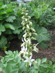 Dictamnus albus 'Alba' gas plant, white