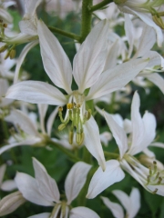 Dictamnus albus 'Alba' gas plant, white, closeup