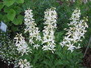 Dictamnus albus 'Alba' gas plant, white