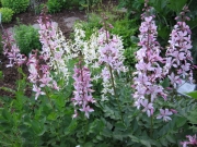 Dictamnus albus gas plant, pink & white