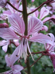 Dictamnus albus gas plant, pink, closeup