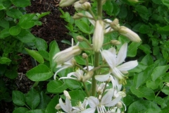 Dictamnus albus 'Alba' gas plant, white