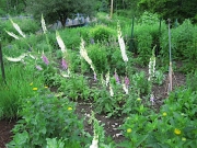 Digitalis purpurea mixed foxgloves