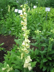 Digitalis grandiflora perennial yellow foxglove