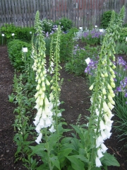 Digitalis purpurea white form with Siberian irises