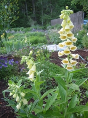 Digitalis grandiflora perennial yellow foxglove